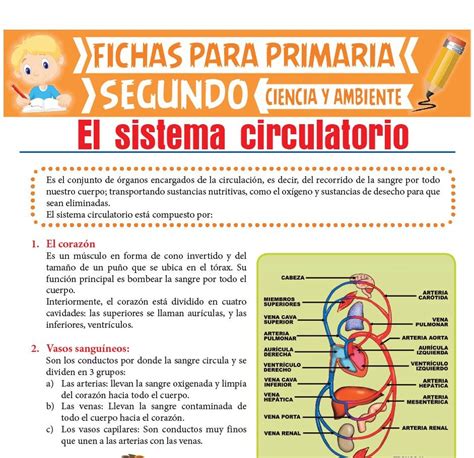 Sistema Circulatorio Para Segundo De Primaria Actividades Educativas