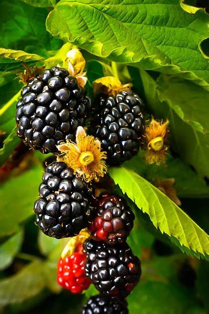 Ouachita Thornless Blackberry Bushes For Sale The Tree Center