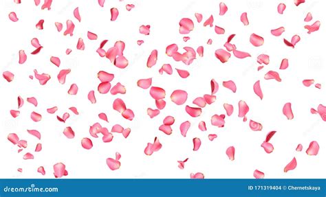 Flying Fresh Pink Rose Petals On Background Stock Photo Image Of Love