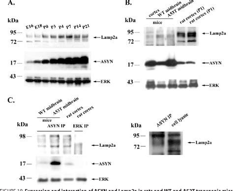 Figure 10 from Wild Type α Synuclein Is Degraded by Chaperone mediated