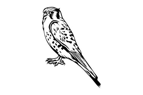 Hawk black and white vector illustration 18969516 Vector Art at Vecteezy