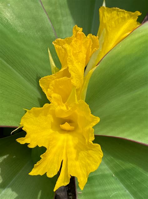 Costus spectabilis - Plantae Orchids and Rare Plants