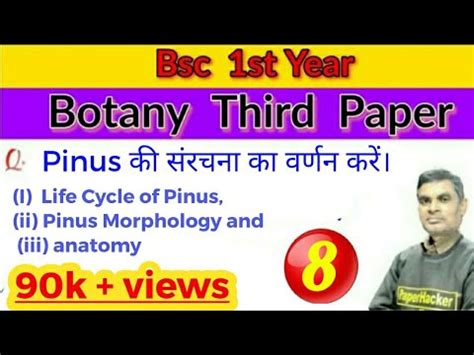 Life Cycle Of Pinus Pinus Pinus Morphology And Anatomy Bsc St Year