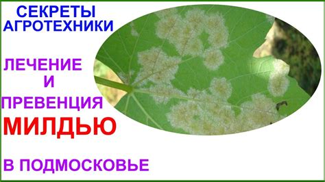 Лечение и профилактика МИЛДЬЮ в условиях Подмосковья - YouTube