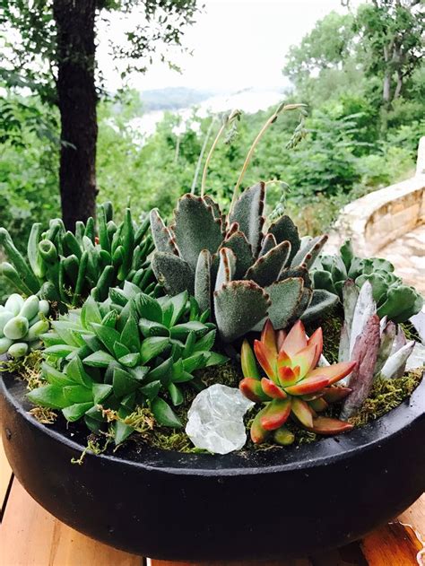 Pin By Marianela On Sucu ‘n Dum Plants Succulents Indoor Cacti And