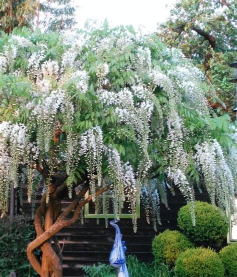 Glicynia Chi Ska Wisteria Alba W Donicy Drzewka Faworytka Pl