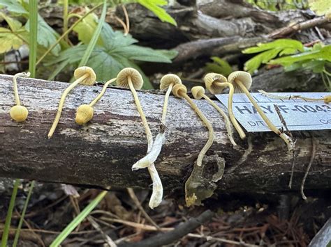 Mycena Citrinomarginata From Mono County CA USA On September 23 2023