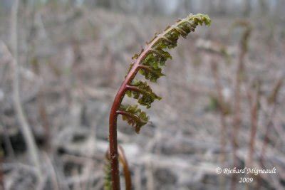 Onoclée sensible sensitive fern Onoclea sensibilis 2m9 photo