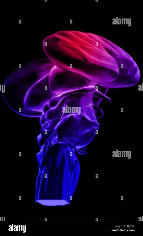 Brainstem Hi Res Stock Photography And Images Alamy