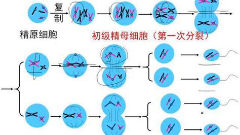 高中生物必修2二章基因和染色体的关系第1节减数分裂和受精作用 腾讯视频