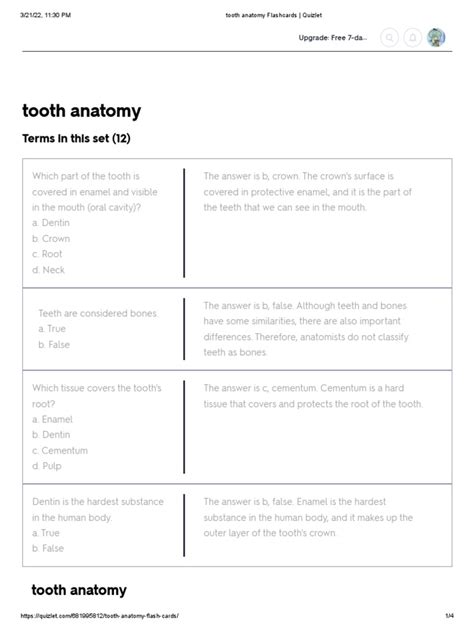 Tooth Anatomy Flashcards | PDF | Human Tooth | Dentin