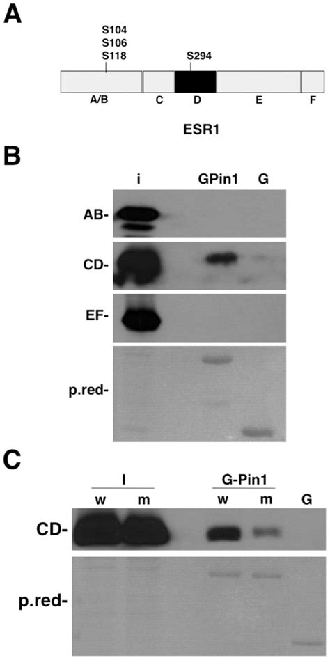 A Schematic Representation Of Eralpha Domains Showing The Predicted