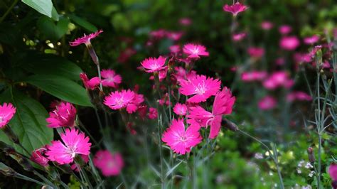 Dianthus Firewitch | Greenwood Nursery