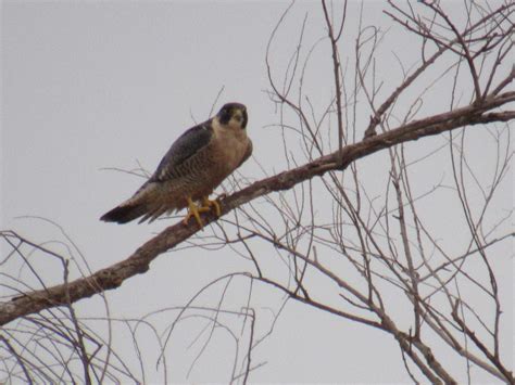 Wings and Daydreams: Bird Migration 2017 - Pacific Flyway - Part 1 of 3