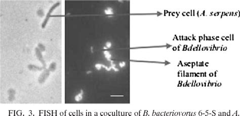 Figure 3 From Design And Performance Of A 16 S RRNA Targeted