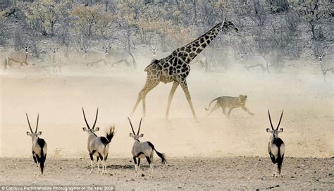 Amazing Animal Videos: Giraffe vs Lions Pride. Giraffe kicks and chase ...