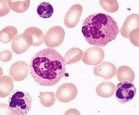 Characteristics And Applications Of Human PB Neutrophils AcceGen