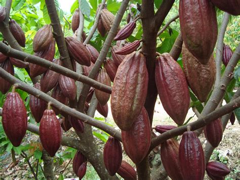 Buah Coklat Dan Manfaat Cokelat Aku Buah Sehat