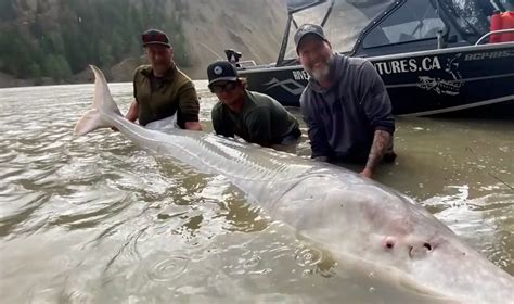 110-Year Old, 700-Pound Sturgeon: A catch of a lifetime!!! https://www ... 
