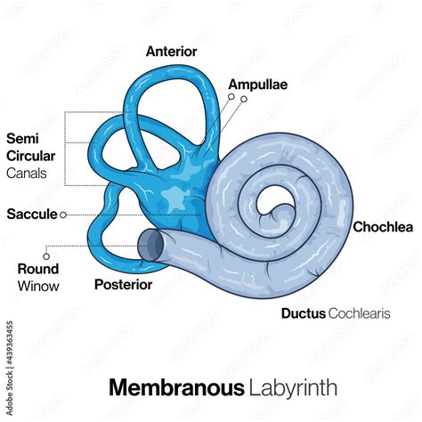 Structure Of Membranous Labyrinth Of Ear Stock Vector Adobe Stock