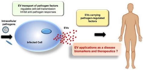 Role Of Extracellular Vesicles In Viral And Bacterial Infections