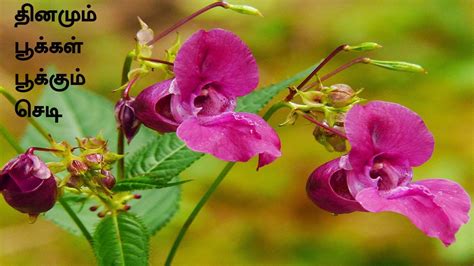 Balsam Plant In Tamil Impatiens Balsamina Kaashi Thumbai Plant In