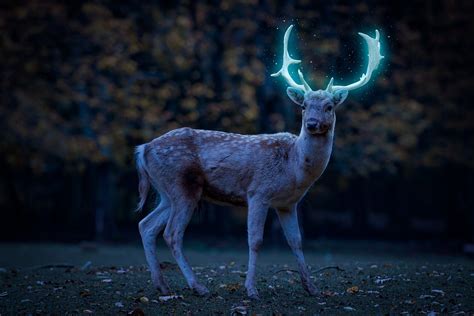 Fantasy Deer Glowing Antlers - Free photo on Pixabay - Pixabay