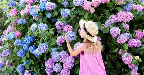 Si Vos Hortensias Ne Fleurissent Pas C Est Que Vous Avez Fait L Une De