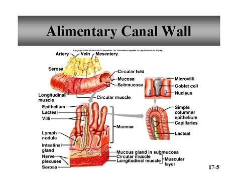chapter  digestive system functions  digestive system