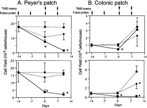 The Effects Of LTR Ig And TNFR P55 Ig Treatment And TNBS Enema On The