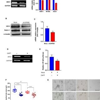 Gpr Modulates Notch Signaling Pathways In Cslc A Rna Expression