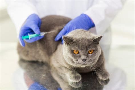 Moquillo en gatos CONTAGIO SÍNTOMAS y TRATAMIENTO