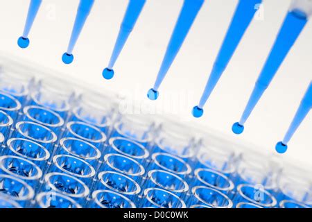 Multi-Channel Pipette Dispensing Sample into a 96 Well Plate Stock ...