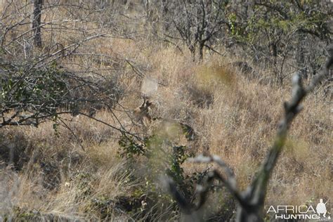 MOUNTAIN REEDBUCK | AfricaHunting.com