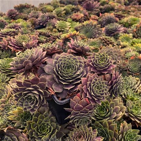 Sempervivum Mixed Seedlings Farmyard Nurseries