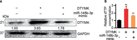 Frontiers MiR 148b 3p Regulates The Expression Of DTYMK To Drive