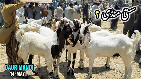 Daur Bakra Mandi Rates On 14 May Bakra Mandi 2024 InfoTainment