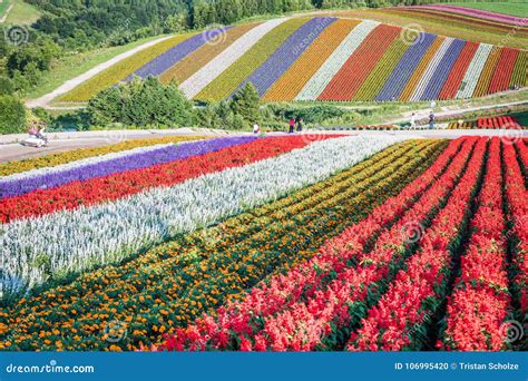 Shikisai-no-Oka Flower Hills in Summer Editorial Image - Image of plant