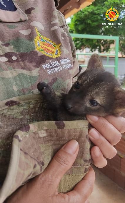 Filhote De Cachorro Do Mato Resgatado No Park Way Jornal De Bras Lia