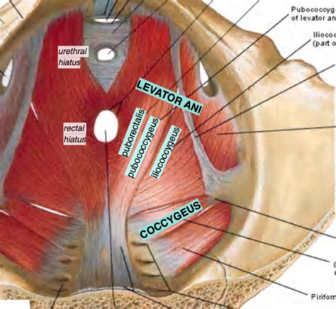 LG09 Anatomy Of The Female Pelvic Floor And Perineum Flashcards Quizlet