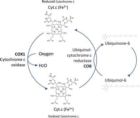 Interactive pathway involved in COX1 and COB in cytochrome c redox for ...