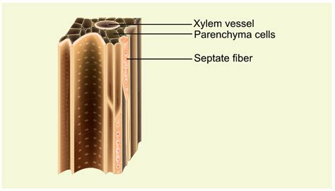 Difference Between Xylem And Phloem Structure Funtions And Components