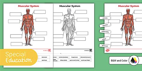 Muscle Labeling Worksheet For Older Learners Twinkl