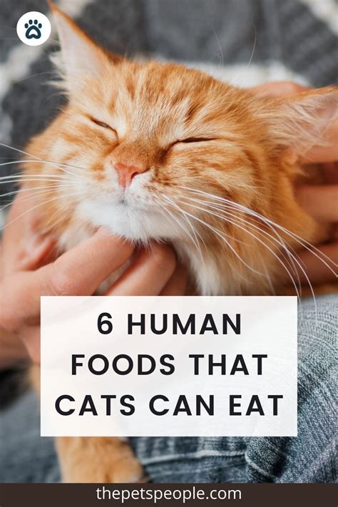 6 Human Foods That Cats Can Eat The Pets People Artofit