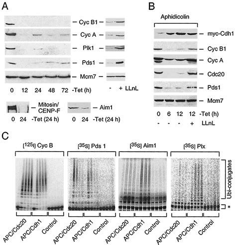 Apc Cdh1 Ubiquitinates And Targets For Destruction Multiple Regulators