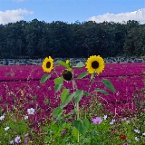 Nette Mollige Anal XHamster