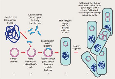 Biyolojisitesi Net Genden Proteine Biyoteknoloji Gen Klonlamalar Ve