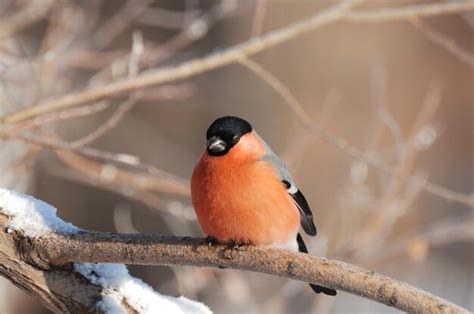 Premium Photo The Bullfinch Pyrrhula Pyrrhula Sleeps On A Branch On A