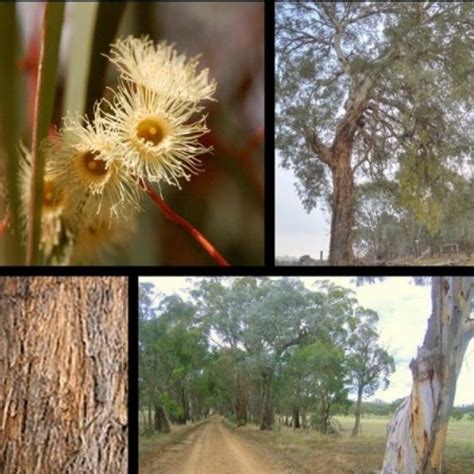 Eucalyptus Melliodora Yellow Box Seed X 5 Grams 1500 Seeds Bulk