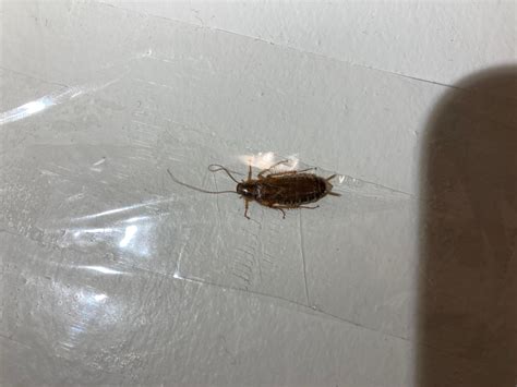 Roach ID Please? Also what should I do ?! : r/pestcontrol